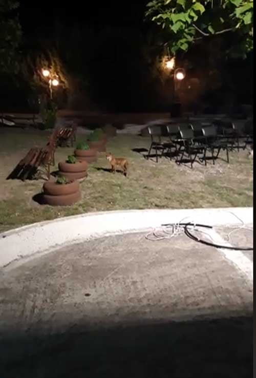 Aλεπού κάνει βόλτες στο προαύλιο της Αγίας Ειρήνης Χρυσοβαλάντου Βαθυλάκκου Κοζάνης