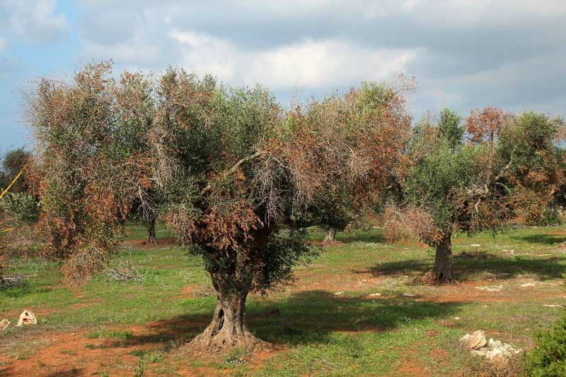 Ενημέρωση για τον επιβλαβή οργανισμό καραντίνας Xylella fastidiosa