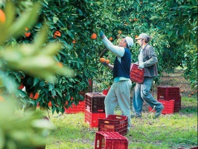 Παρατείνεται η άδεια παραμονής μετακλητών εργατών  γης έως 90 ημέρες