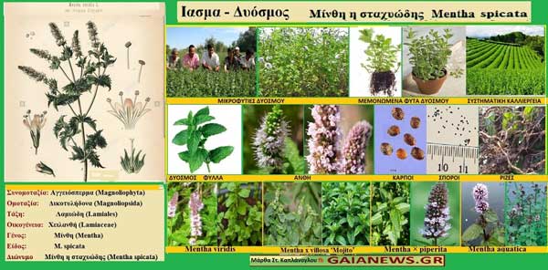 Ίασμα – δυόσμος -αγιασμός– mentha spicata φυτά από τους αγρούς και τις παλιές αυλές την Κοζάνης