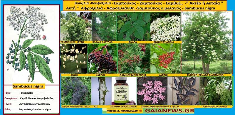 Βουζιλιά- Κουφοξυλιά -Ξιφονσκλά – Σαμπούκος – Ζαμπούκος – Σάμβυξ, -” Ακτέα ή Ακταία ” Ακτή ” Αφροξυλιά – Αφροξυλάνθη -Σαμπούκος ο μελανός – Sambucus nigra