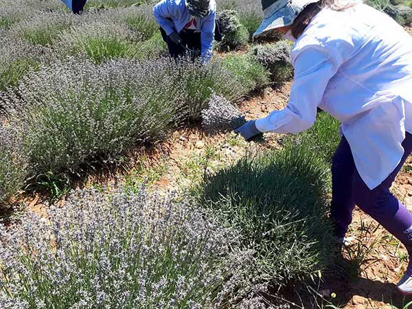 Κοινοβουλευτική παρέμβαση ΚΚΕ για προβλήματα αγροτών-παραγωγών ελαίου λεβάντας