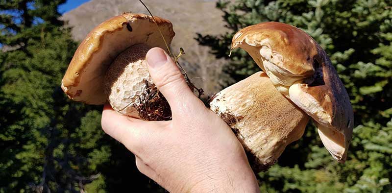 Μανιτάρια: 97% η θνησιμότητα από τα δηλητηριώδη – Το μοιραίο είδος για τον 16χρονο