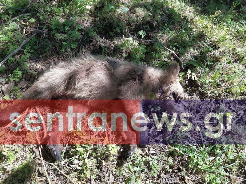 Νεκρό αρκουδάκι στο Βίτσι