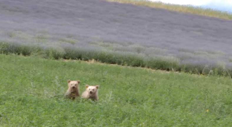 Η φωτογραφία της  ημέρας: Δύο αρκουδάκια στην Ομαλή Κοζάνης