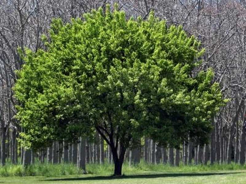 Εργασίες φυτοπροστασίας σε δένδρα στην πόλη της Κοζάνης