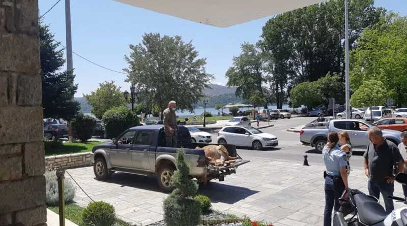 Διαμαρτυρία αγανακτισμένου κτηνοτρόφου για επιθέσεις αρκούδας στην ΠΕ Καστοριάς