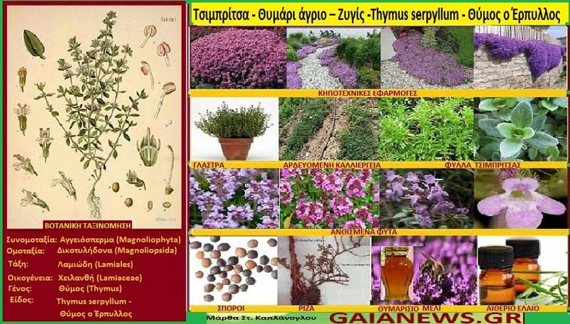 Tσιμπρίτσα – Θυμάρι άγριο – Ζυγίς -Thymus serpyllum – Θύμος ο Έρπυλλος