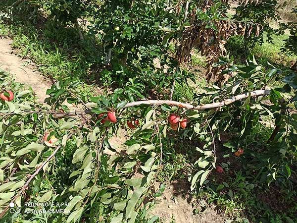 Λακκώματα: Μεγάλες ζημιές από αρδκούδα σε καλλιέργεια μήλων