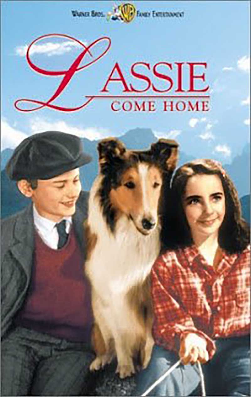 Με την ταινία “Λάσι γύρνα σπίτι” ξαναρχίζουν οι προβολές ταινιών της Βιβλιοθήκης την Δευτέρα 24 Αυγούστου στις 9.30 μ.μ.