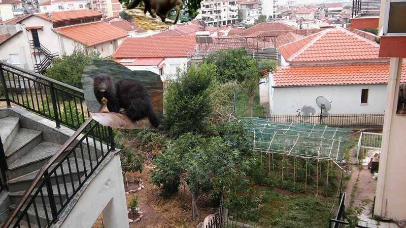 Εμφάνιση μινγκ στην Αγία Παρασκευή Κοζάνης-Αναρμόδιες οι υπηρεσίες για την περισυλλογή τους