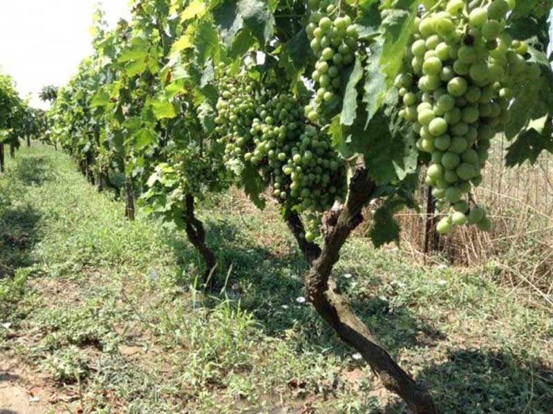 Στο ερευνητικό έργο WineLiveLabel το οινοποιείο Νάκος!!