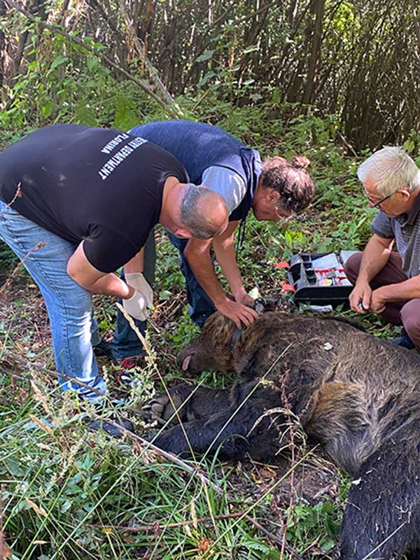Εντοπισμός παγιδευμένης αρκούδας στην επαρχιακή οδό Φλώρινας-Κλεινών του Δήμου Φλώρινας