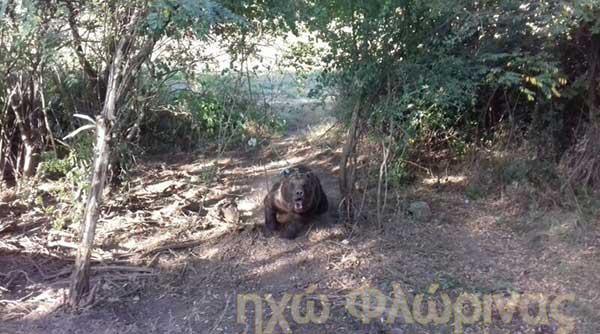 Αρκούδα εγκλωβίστηκε σε παγίδα έξω από την Τοπική Κοινότητα Κλαδοράχης κοντά στον οδικό άξονα
