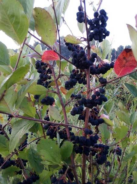 Εορδαία: Ξεκίνησε η συγκομιδή της αρώνιας