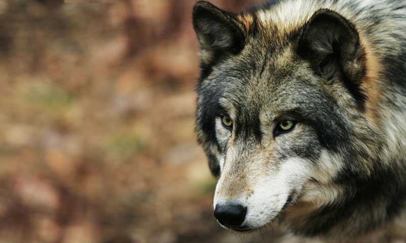 Η ανακοίνωση του Κυνηγετικού Συλλόγου Κοζάνης σχετικά με τη θανάτωση σκύλου από λύκο στην περιοχή της Παναγίας