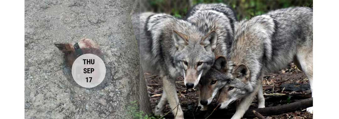 Νέα επίθεση λύκων σε σκύλο στην περιοχή της Παναγίας – Ανησυχία στους κατοίκους
