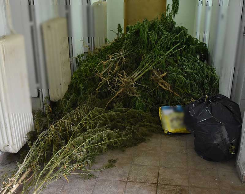 Συνελήφθη 55χρονος σε περιοχή των Γρεβενών, για καλλιέργεια -97- δενδρυλλίων κάνναβης