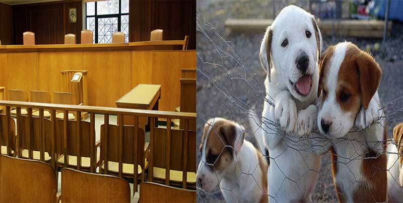 Ένοχοι εννιά φιλόζωοι για τις κατηγορίες της ψευδορκίας και της ψευδούς καταμήνυσης κτηνιάτρου του Δήμου Κοζάνης