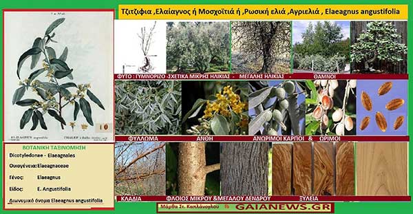 Φυτά από τους αγρούς και τις παλιές αυλές της Κοζάνης: Τζιτζιφιά, Ελαίαγνος ή Μοσχοϊτιά ή Ρωσική ελιά ή Αγριελιά