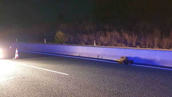 Γρεβενά: Νεκρή αρκούδα, μετά από τροχαίο, στην Εγνατία Οδό