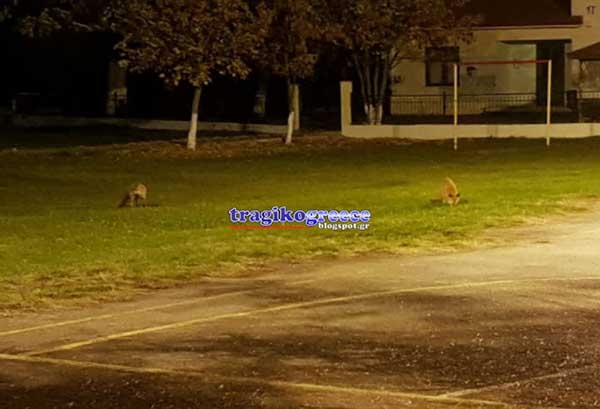 Αλεπούδες παίζουν στην αυλή του σχολείου στο Καλοχώρι (Φώτο – Βίντεο)