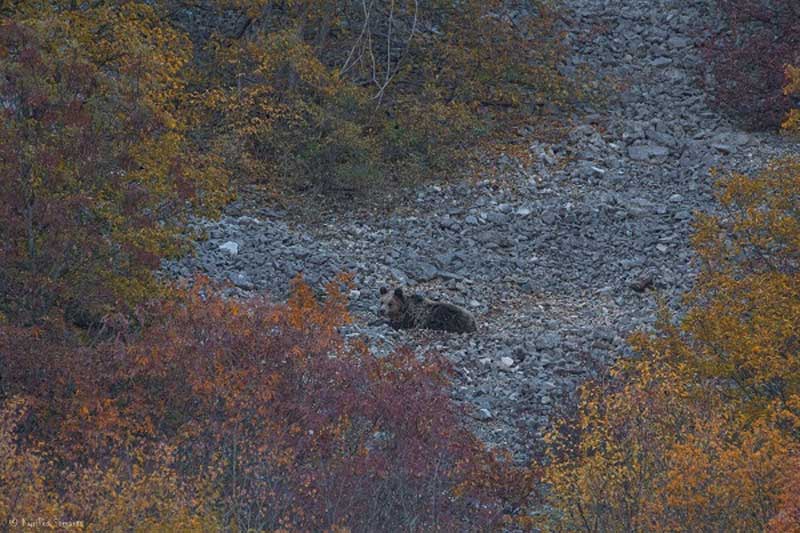Αρκούδα στον Γράμμο ετοιμάζεται για τον χειμερινό ύπνο (Φώτο)