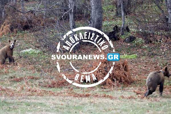 Εμφάνιση δύο αρκούδων στην Πέτρα