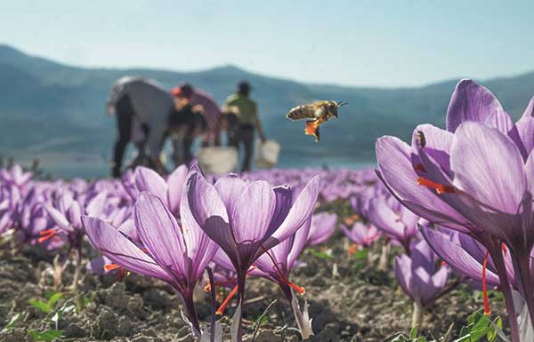 Η φωτογραφία της ημέρας: Κρόκος Κοζάνης του Δημήτρη Βαβλιάρα