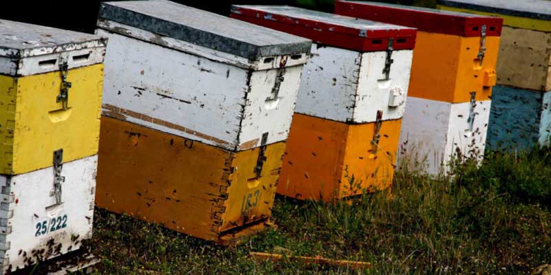 Διαδικασία εγκατάστασης μελισσοκόμων για το 2021 σε προεπιλεγμένες θέσεις σε αποκατεστημένες εκτάσεις του ΛΚΔΜ