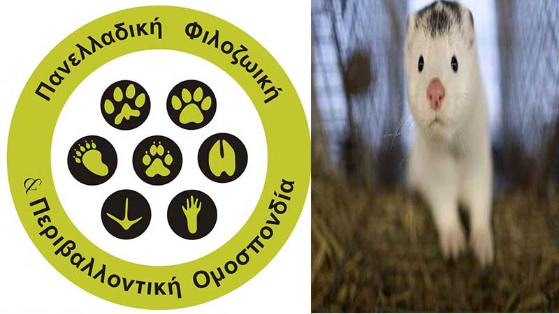 Γιατί πρέπει να κλείσουν άμεσα οι βιοτεχνίες γούνας – Ανοιχτή επιστολή της ΠΦΠΟ στον Πρωθυπουργό και αρχηγούς κομμάτων