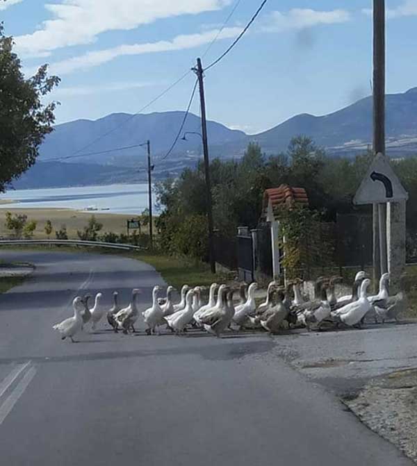 Η φωτογραφία της ημέρας: Χήνες  στις Γούλες