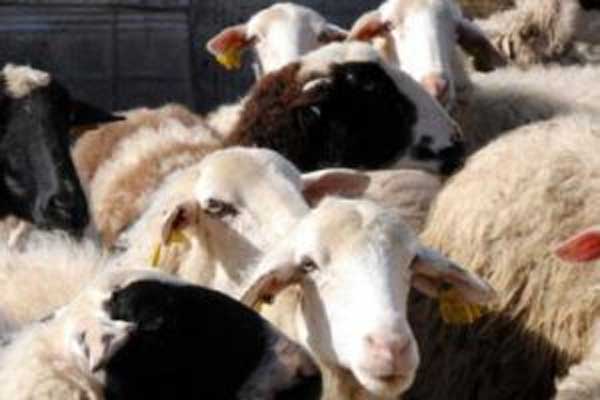 Σαμαρίνα: Aρκούδα ”σκότωσε” 69 πρόβατα
