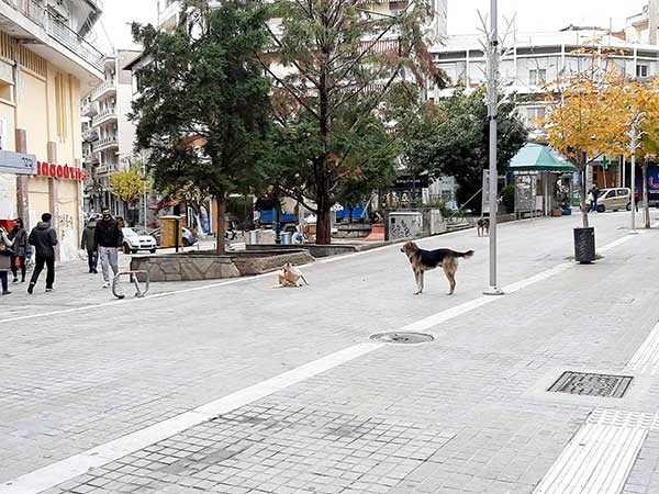 Πολλά τα αδέσποτα στον κεντρικό πεζόδρομο της Κοζάνης