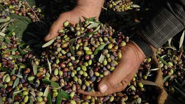 Ξεπέρασε κάθε προηγούμενο το ενδιαφέρον στην πρόσκληση του ΠΑΑ για έκτακτη στήριξη με 126 εκατομμύρια ευρώ στους Έλληνες ελαιοπαραγωγούς