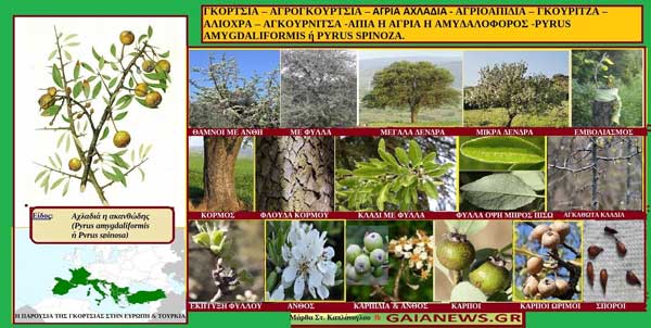 Αγριογκορτσα & Γκορτσιες – Φυτά από τους αγρούς και τις παλιές αυλές της Κοζάνης