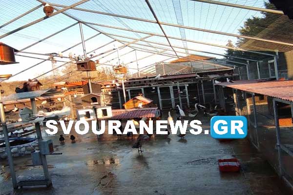 Ένας απίστευτος συλλέκτης πτηνών στην Κολοκυνθού (Βίντεο)