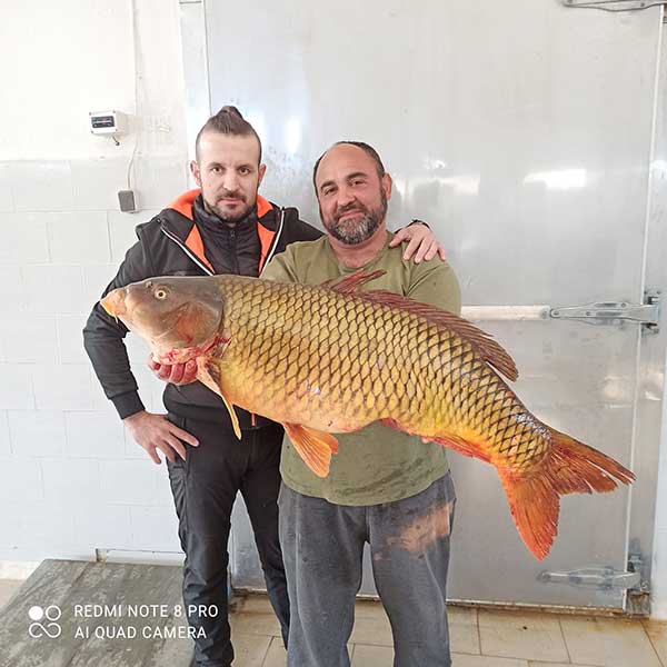 Γριβάδι 16,6 κιλά αλιεύτηκε στη λίμνη Πολυφύτου