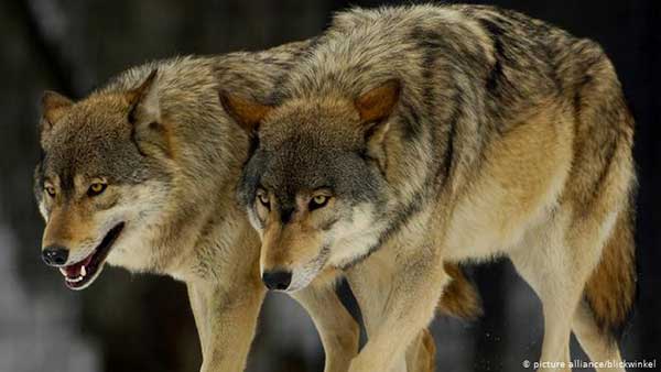 Θανατηφόρα επίθεση λύκων σε κυνηγόσκυλα στο Μεσόβουνο Εορδαίας