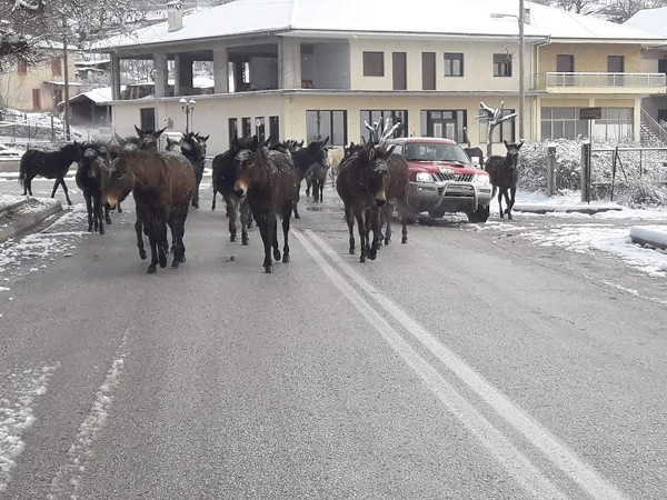 Σταμάτησε η χιονόπτωση και βγήκαν τα μουλάρια στο Κωσταράζι