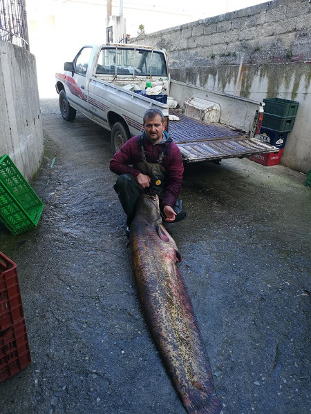 Γουλιανός 80 κιλών ψαρεύτηκε στη λίμνη Πολυφύτου