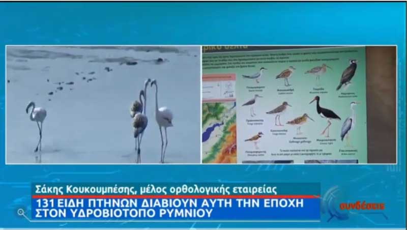 78 είδη πουλιών φωλιάζουν στον υδροβιότοπο του Ρυμνίου -Σπάνια είδη ο αργυροπελεκάνος ,το χρυσογέρακο και ο μαυροπελαργός