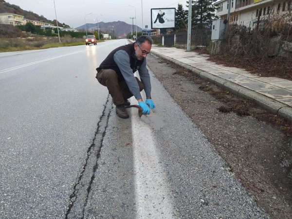Νεκρή βίδρα σε τροχαίο στην Καστοριά -Την άτυχη βίδρα εντόπισε μέλος της ομάδας άμεσης επέμβασης του Αρκτούρου