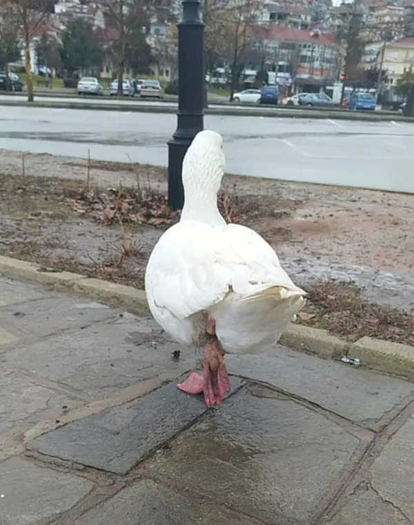 Τραυματισμός χήνας (φωτογραφίες)