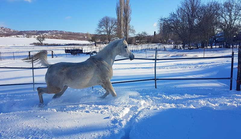 Φωτογραφία ημέρας: Αραβικό άλογο «αλωνίζει» τα χιόνια στο Μικρόβαλτο…