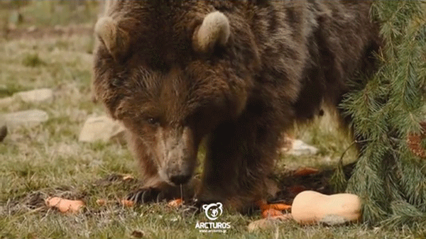 Ξύπνησαν οι αρκούδες στο Νυμφαίο (video) – Ζημιές σε κτηνοτρόφο στην Καστοριά