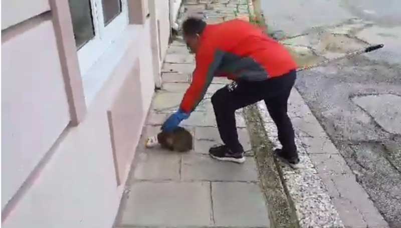 Έσωσε γάτα που παγιδεύτηκε σε κονσέρβα στην Καστοριά (Βίντεο)
