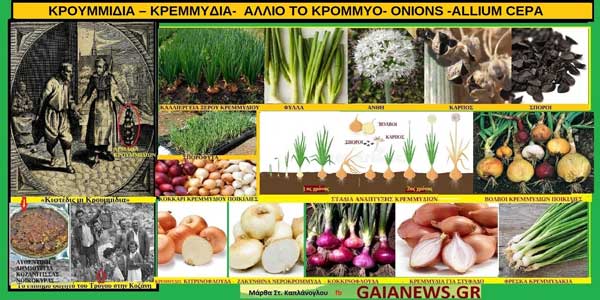 Κρουμμίδια-Κρεμμύδια- Αλλιο το κρόμμυο- Onions-Allium Cepa