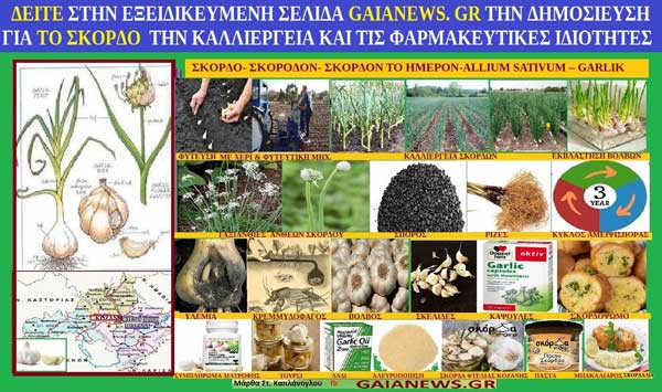Σκόρδο- Σκόροδον-Allium sativum – Garlik