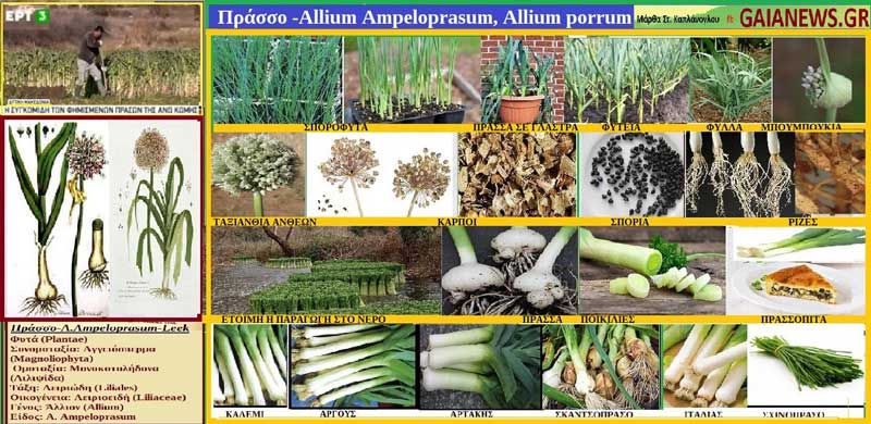 Πράσσο -Allium Ampeloprasum, Allium porrum-Φυτά από τους αγρούς και τις παλιές αυλές της Κοζάνης